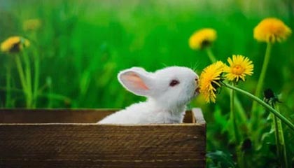 爱游戏体育_ F1新赛季发车，车队创新布局，f1各车队赛车性能